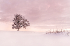 Winter Tree (2019)