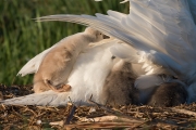 Baby Swans 2