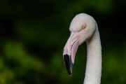Flamingo 2