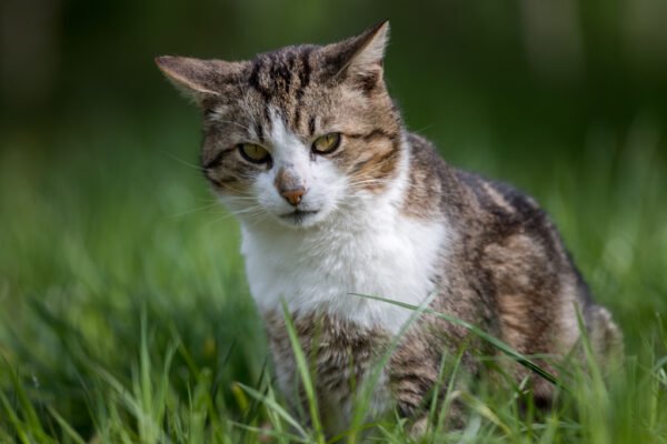 Roland Seichter Fotografie - Einzigartige Wandbilder - Tierfotografie - Eine junge Katze sitz im Gras