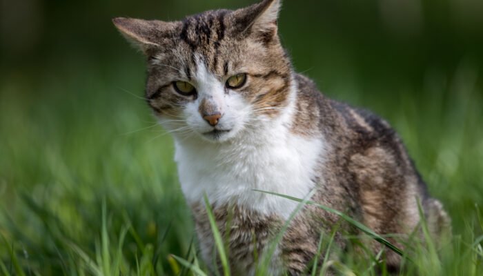 Roland Seichter Fotografie - Einzigartige Wandbilder - Tierfotografie - Eine junge Katze sitz im Gras