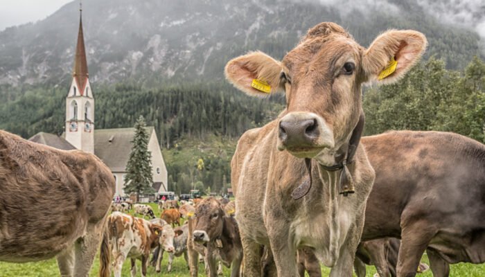 Roland Seichter Fotografie - Einzigartige Wandbilder - Tierfotografie - Kühe im Vordergrund, Ein Bergdorf im Hintergrund