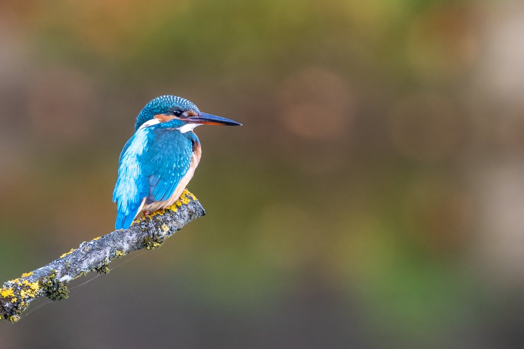 Roland Seichter Fotografie - Einzigartige Wandbilder - Tierfotografie - Ein Eisvogel sitzt auf einem Ast