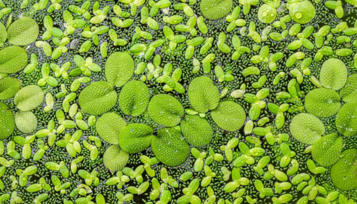 Roland Seichter Fotografie - Einzigartige Wandbilder - Pflanzenfotografie - Fotografie von grünen Wasserpflanzen