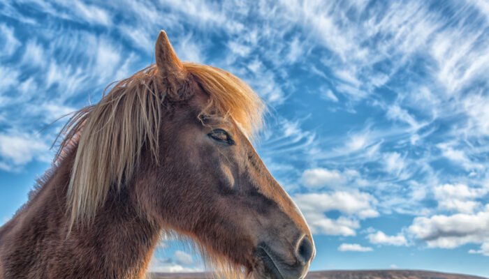Roland Seichter Fotografie - Einzigartige Wandbilder - Tierfotografie - Der Kopf eines Islandponys vor einem blauen Himmel