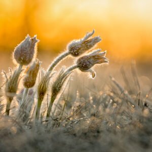 Roland Seichter Fotografie - Einzigartige Wandbilder - Pflanzenfotografie - Fotografie einer Küchenschelle im frostigen Morgenlicht