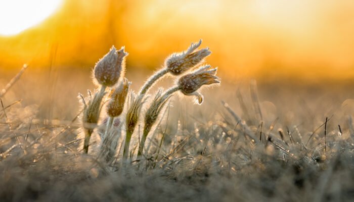Roland Seichter Fotografie - Einzigartige Wandbilder - Pflanzenfotografie - Fotografie einer Küchenschelle im frostigen Morgenlicht