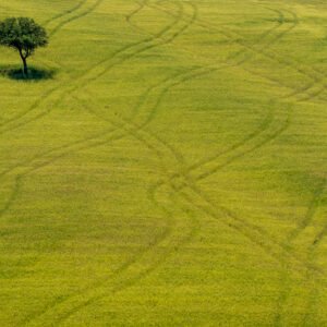 Roland Seichter Fotografie - Einzigartige Wandbilder - Minimalistische Fotografie - Fotografie eines einzelnen Baumes auf einer grünen Wiese