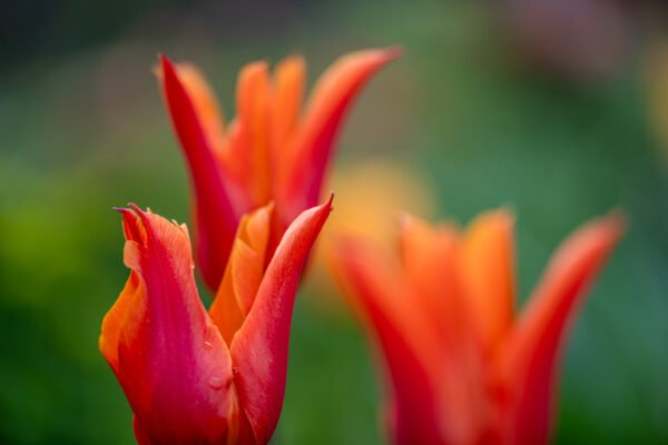 Roland Seichter Fotografie - Einzigartige Wandbilder - Pflanzenfotografie - Fotografie von Tulpen - Variante 1