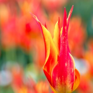 Roland Seichter Fotografie - Einzigartige Wandbilder - Pflanzenfotografie - Fotografie von Tulpen - Variante 2