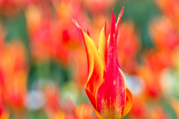 Roland Seichter Fotografie - Einzigartige Wandbilder - Pflanzenfotografie - Fotografie von Tulpen - Variante 2