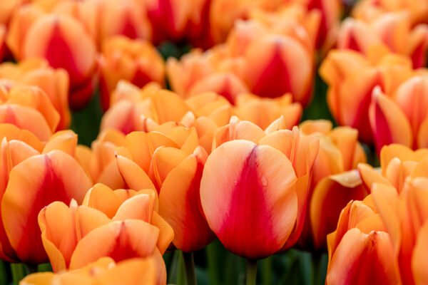 Roland Seichter Fotografie - Einzigartige Wandbilder - Pflanzenfotografie - Fotografie von Tulpen - Variante 4