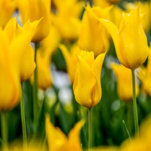 Roland Seichter Fotografie - Einzigartige Wandbilder - Pflanzenfotografie - Fotografie von Tulpen - Variante 6