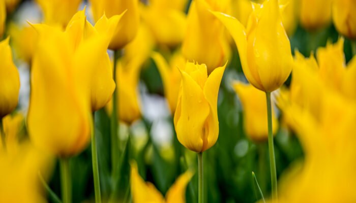 Roland Seichter Fotografie - Einzigartige Wandbilder - Pflanzenfotografie - Fotografie von Tulpen - Variante 6