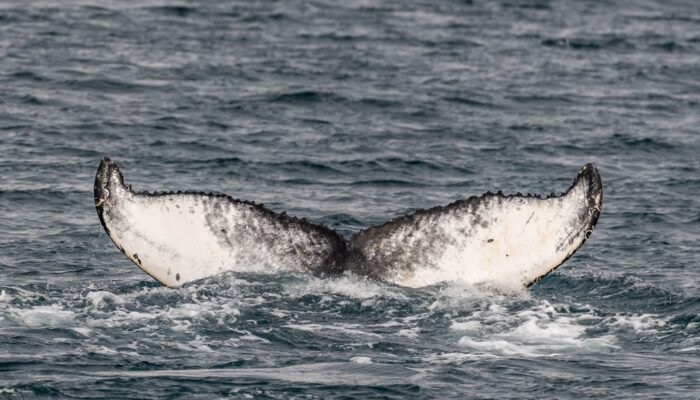 Roland Seichter Fotografie - Einzigartige Wandbilder - Tierfotografie - Fotografie einer Walfluke