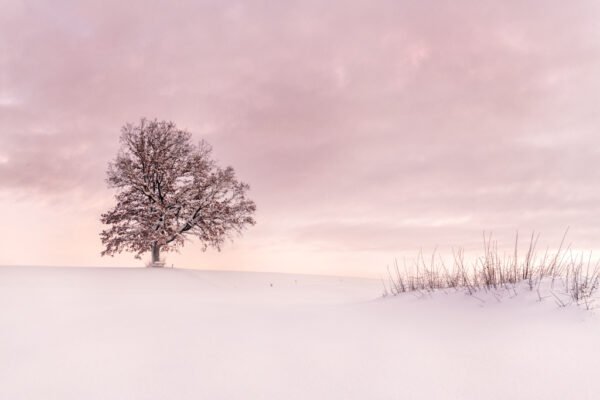 Roland Seichter Fotografie - Einzigartige Wandbilder - Minimalistische Fotografie -Fotografie eines einzelnen Baumes im Winter