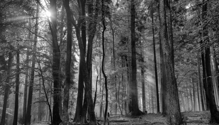 Roland Seichter Fotografie - Pflanzen - Herbstwald in Schwarz/Weiß