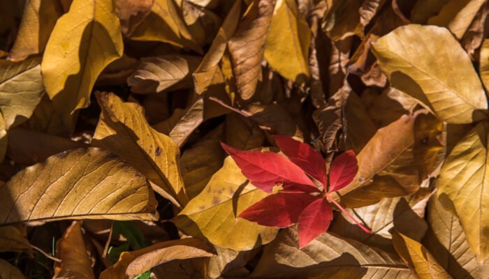 Pflanzenfotografie - Laub mit rotem Blatt