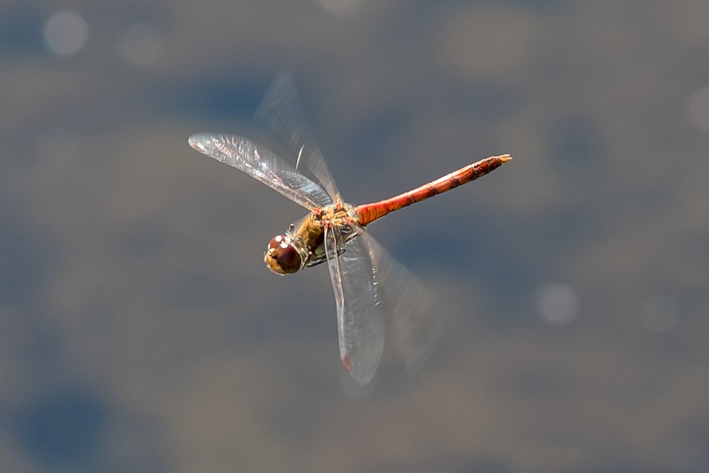 Roland Seichter Fotografie - Tierfotografie - Libelle im Flug