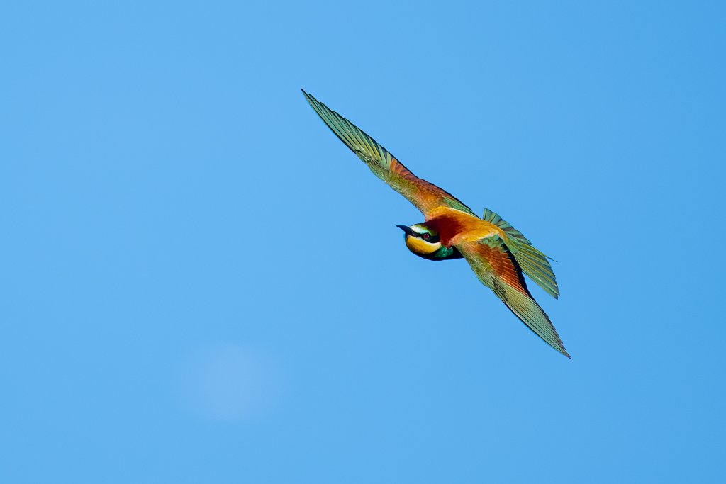Tierfotografie - Bienenfresser im Flug