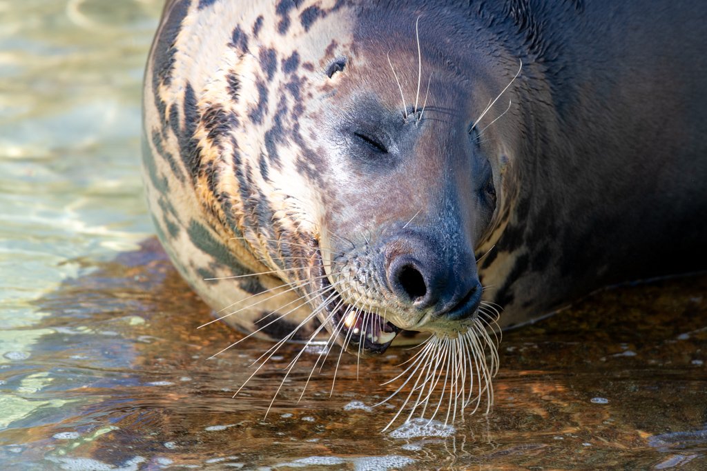 Moderne Wandbilder für Arztpraxis Wartezimmer Beispiel Tiere