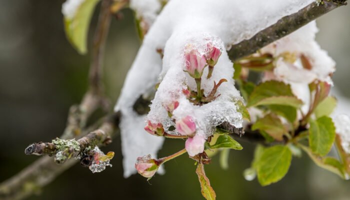Roland Seichter Fotografie - Gefrorene Blüten