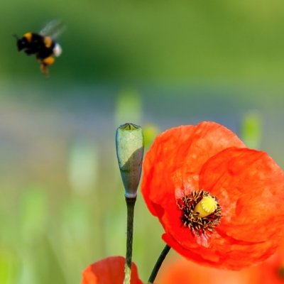 Roland Seichter Fotografie - Pflanzenfotografie - Pflanze in Nahaufnahme, eine Hummel fliegt von einer Mohnblume weg