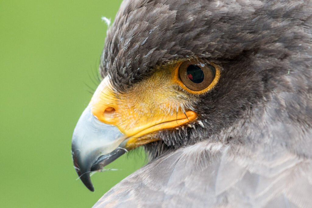 Nahaufnahme im Profil von einem Greifvogel mit gelber Wachshaut und scharfem Blick vor grünem Hintergrund, ausdrucksstarkes Tierporträt.