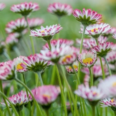Roland Seichter Fotografie - Pflanzenfotografie - Blick in ein dichtes Büschel von Gänseblümchen