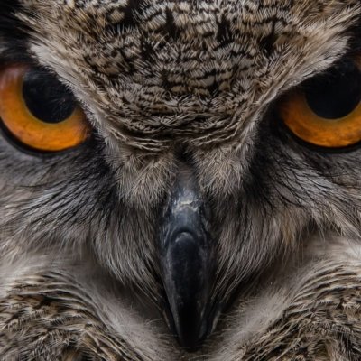 Roland Seichter Fotografie - Portrait einer Eule im CloseUp- Man sieht orange Augen, die Hakennase und Federn des Gesichtes