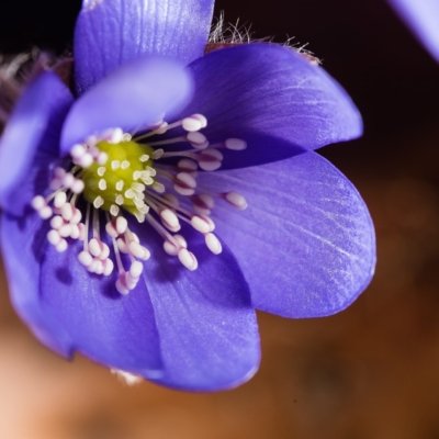 Roland Seichter Fotografie - Pflanzenfotografie - Nahaufnahme eines Leberblümchen