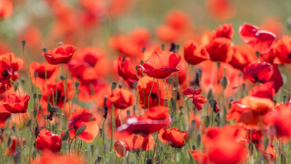 Roland Seichter Fotografie - einzigartige Wandbilder - Pflanzenfotografie - Mohn - Variante 15