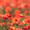 Roland Seichter Fotografie - einzigartige Wandbilder - Pflanzenfotografie - Mohn - Variante 16