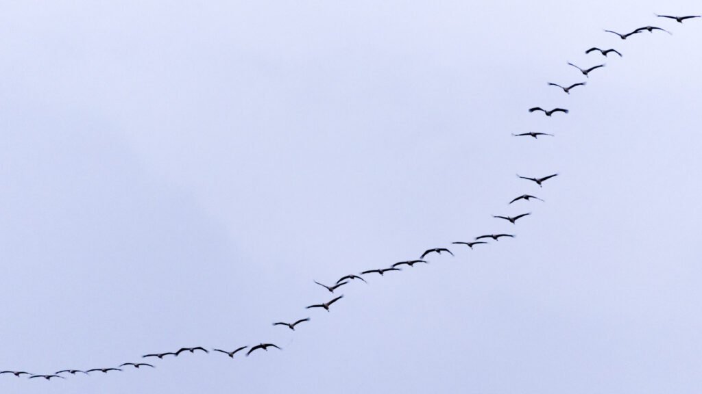 Roland Seichter Fotografie - Minimalistische Fotografie - Eine Reihe von fliegenden Kranichen von links unten nach rechts oben