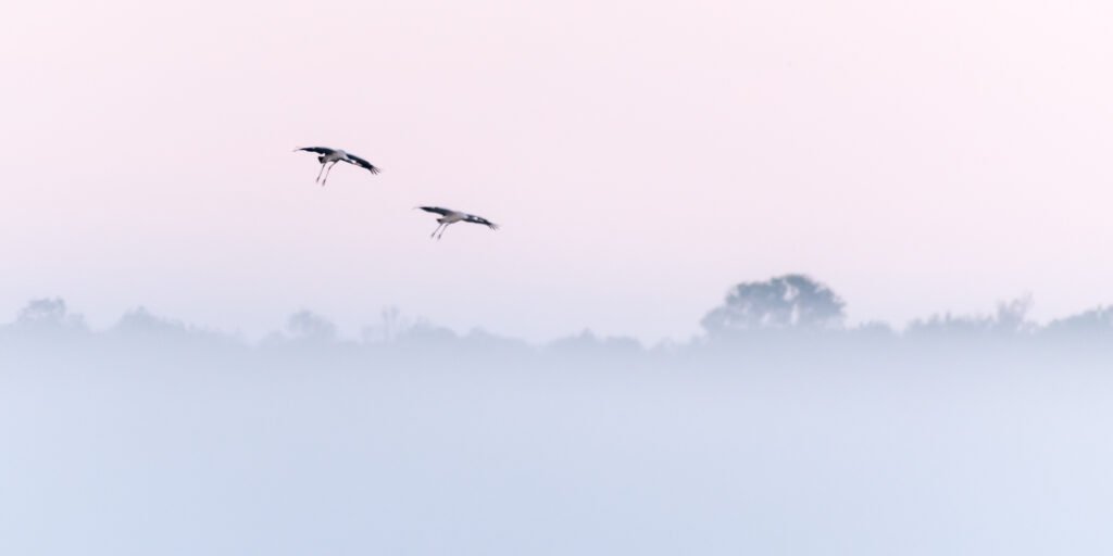 Roland Seichter Fotografie - Minimalistische Fotografie - Zwei Kraniche von hinten im Morgenlicht