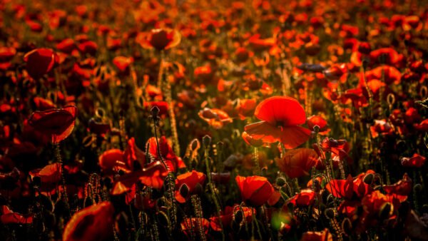 Roland Seichter Fotografie - einzigartige Wandbilder - Pflanzenfotografie - Mohn - Variante 18