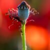 Roland Seichter Fotografie - einzigartige Wandbilder - Pflanzenfotografie - Mohn - Variante 3