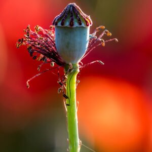 Roland Seichter Fotografie - einzigartige Wandbilder - Pflanzenfotografie - Mohn - Variante 3