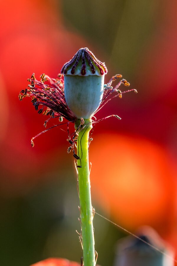 Roland Seichter Fotografie - einzigartige Wandbilder - Pflanzenfotografie - Mohn - Variante 3
