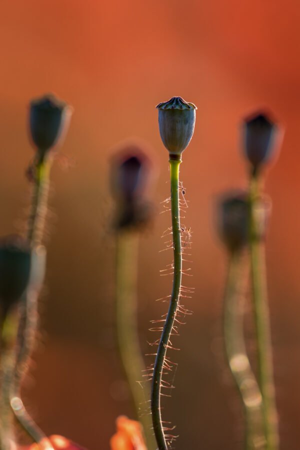 Roland Seichter Fotografie - einzigartige Wandbilder - Pflanzenfotografie - Mohn - Variante 5