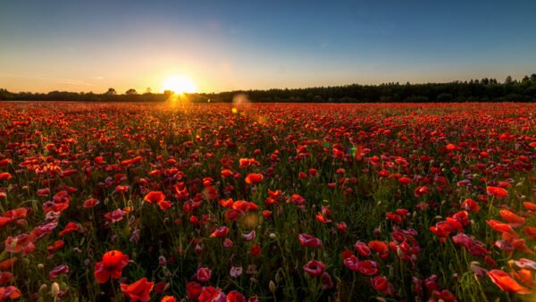 Roland Seichter Fotografie - einzigartige Wandbilder - Pflanzenfotografie - Mohn - Variante 17