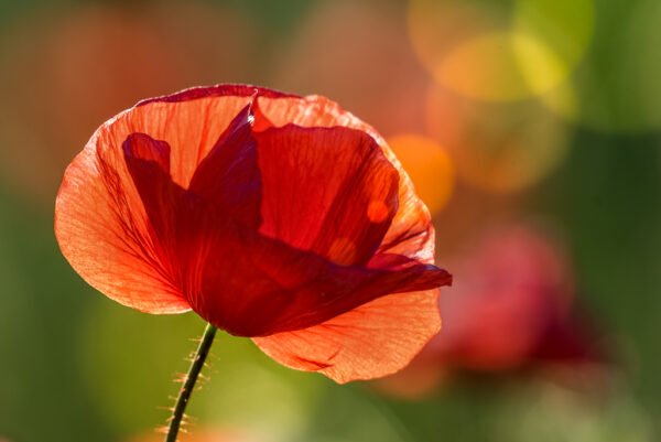 Roland Seichter Fotografie - einzigartige Wandbilder - Pflanzenfotografie - Mohn - Variante 7