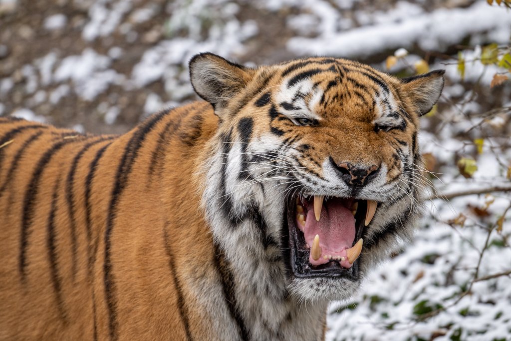 Roland Seichter Fotografie - Fotografische Dienstleistungen - Bild eines Tigers, der gerade brüllt und seine Zähne in die Kamera zeigt. Das Foto wurde im Winter gemacht, im Hintergrund sieht man Schnee