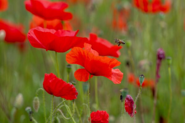 Roland Seichter Fotografie - einzigartige Wandbilder - Pflanzenfotografie - Mohn - Variante 9