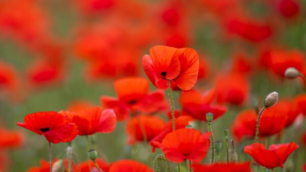 Roland Seichter Fotografie - einzigartige Wandbilder - Pflanzenfotografie - Mohn - Variante 19