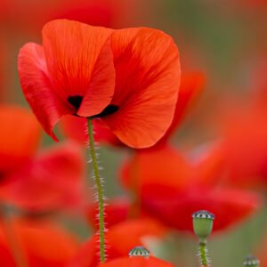 Roland Seichter Fotografie - einzigartige Wandbilder - Pflanzenfotografie - Mohn - Variante 11