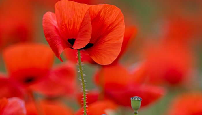 Roland Seichter Fotografie - einzigartige Wandbilder - Pflanzenfotografie - Mohn - Variante 11