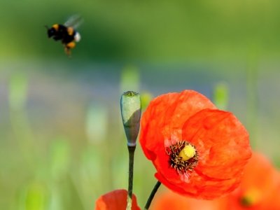 Roland Seichter Fotografie - Pflanzenfotografie - Pflanze in Nahaufnahme, eine Hummel fliegt von einer Mohnblume weg