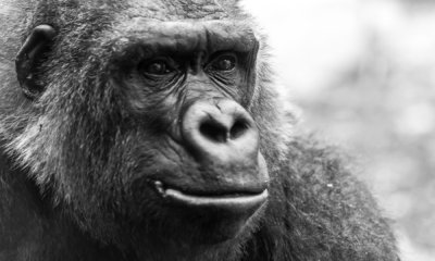 Roland Seichter Fotografie - Tierfotografie - Portrait eines Gorillas. Schwarz/Weiß