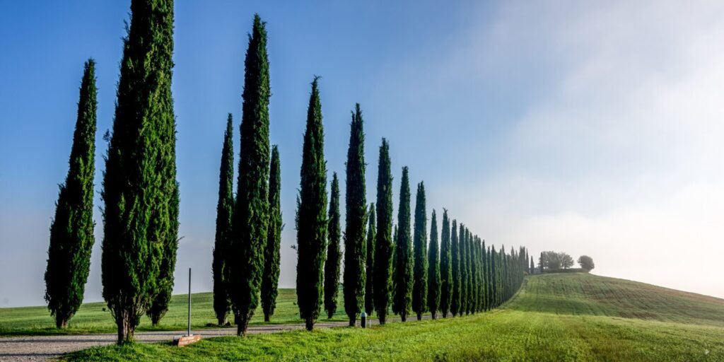 Roland Seichter Fotografie - Toscana nella nebbia - Fotografie einer Toskanischen Landschaft mit der Agriturismo Poggio Covili, Variante 1